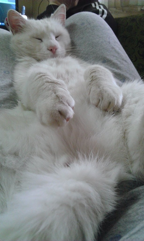 temporeta's tweet image. 11 579 fantomski firmi vo Makedonija,cccc...dobro e što jas sum na Biro,mirno ke spijam.