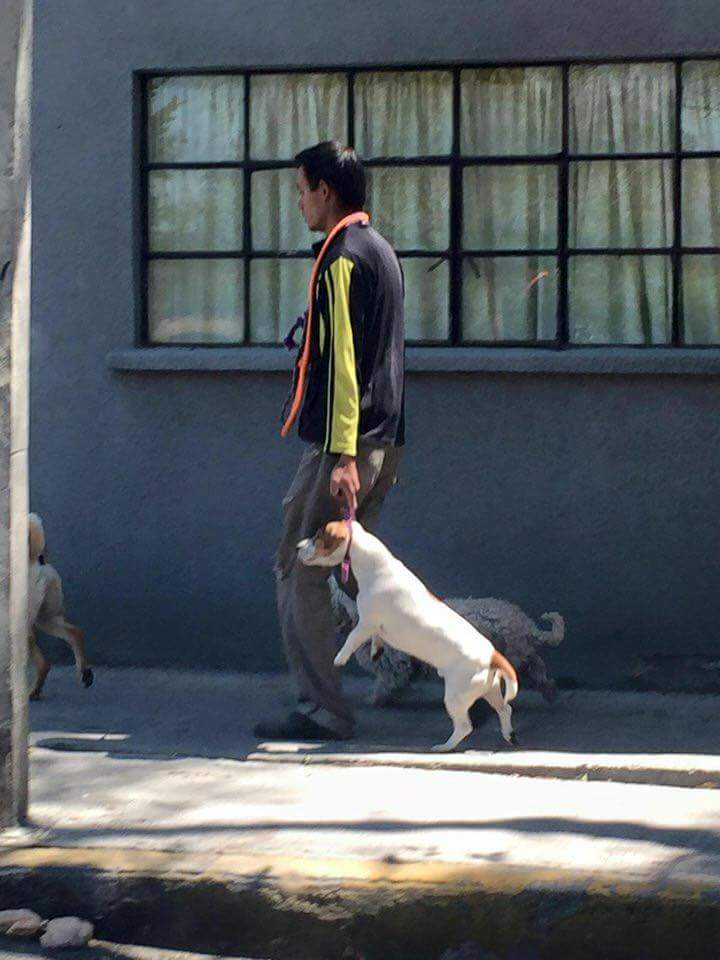 Saisha_Saloni's tweet photo. En @AzcapotzalcoDF tipo maltratador de perros!! Difundelo!! @fellpudito @UribeMerle @DogsosApp @Azcapotzalco_ https://t.co/seq75jgNRf