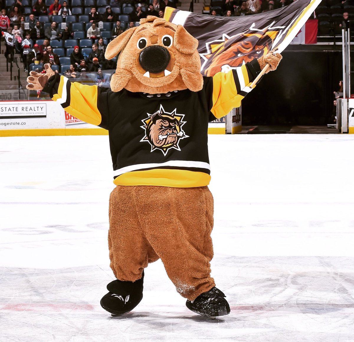 Dog on glass, Hamilton Bulldogs mascot Bruiser up to his ol…