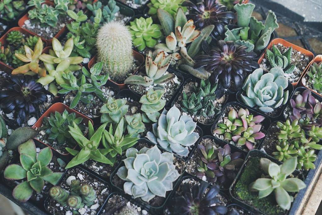 wondringincolor's tweet photo. Green | Grow | Spring is around the corner

Cute little nursery in Portland,  Oregon. #thereisart #wonderingincolor… https://t.co/Y5zsrk2UDr