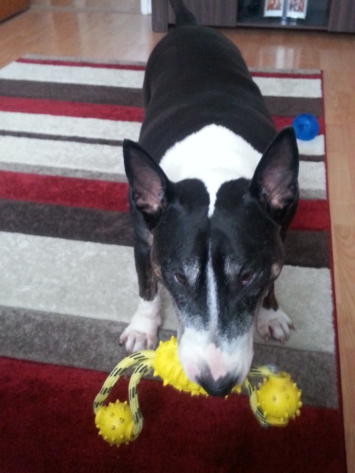 ladyPHdriver62's tweet photo. @RSPCA_official  My rescue boy loves to play with #oldyellow  his favourite  toy 😁👍 https://t.co/2M60b4XOUQ
