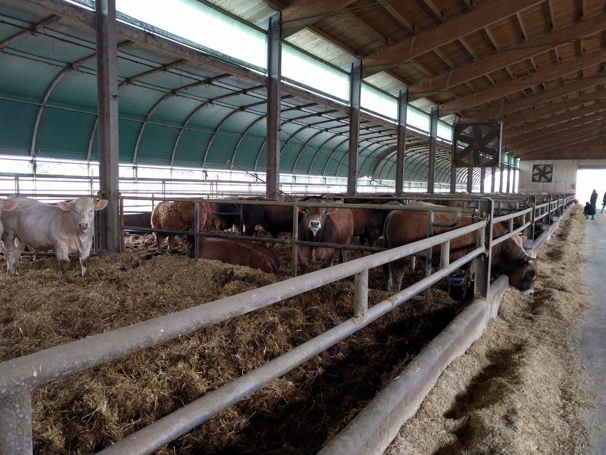 sstein123's tweet photo. Visit of an Italian #beef farm with 2000 heads. Nice bedding and good #animalhealth. Very interesting! https://t.co/5WiXQMq1WS