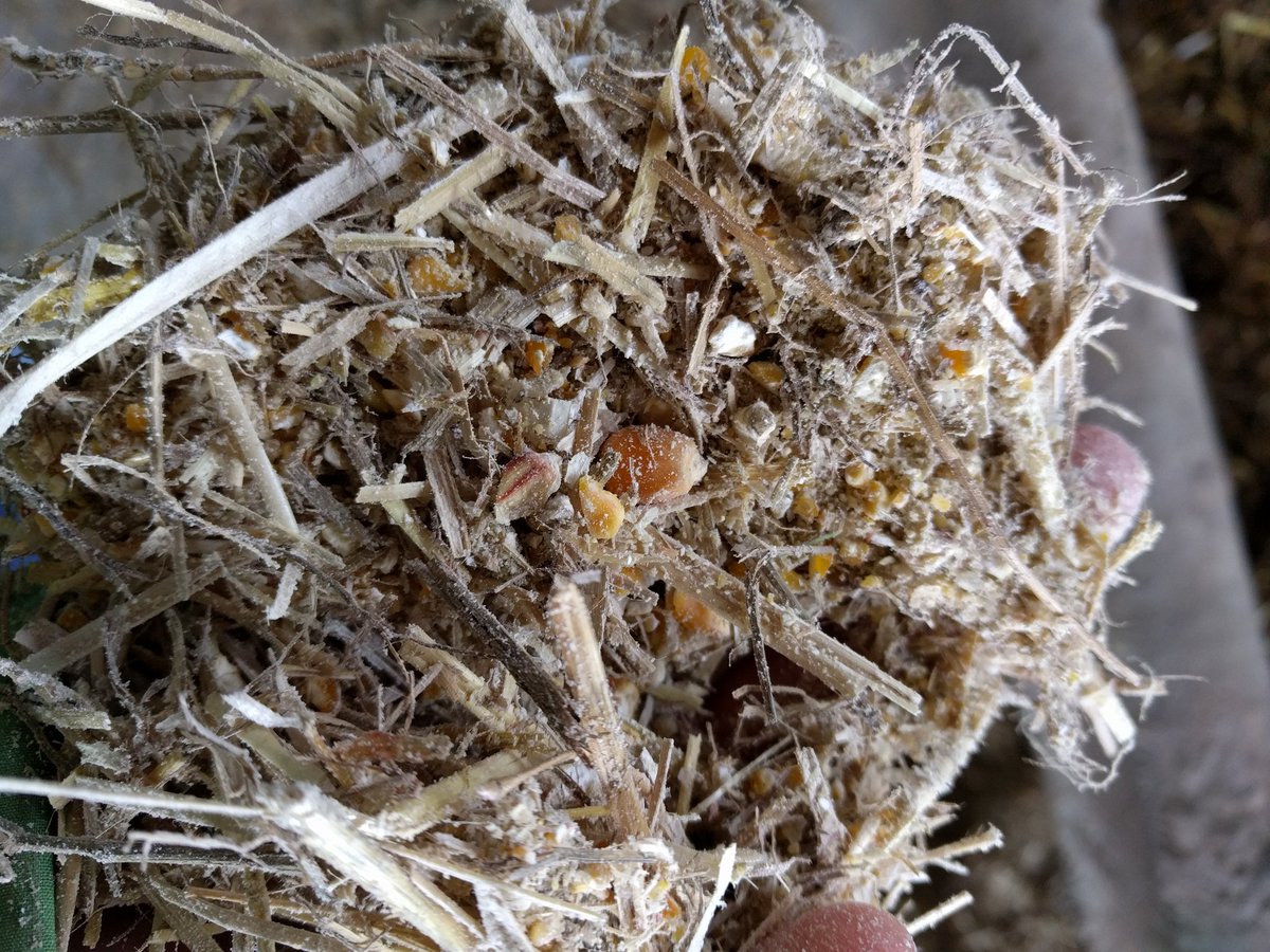 sstein123's tweet photo. Visit of an Italian #beef farm with 2000 heads. Nice bedding and good #animalhealth. Very interesting! https://t.co/5WiXQMq1WS