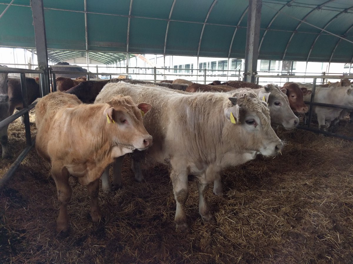 sstein123's tweet photo. Visit of an Italian #beef farm with 2000 heads. Nice bedding and good #animalhealth. Very interesting! https://t.co/5WiXQMq1WS