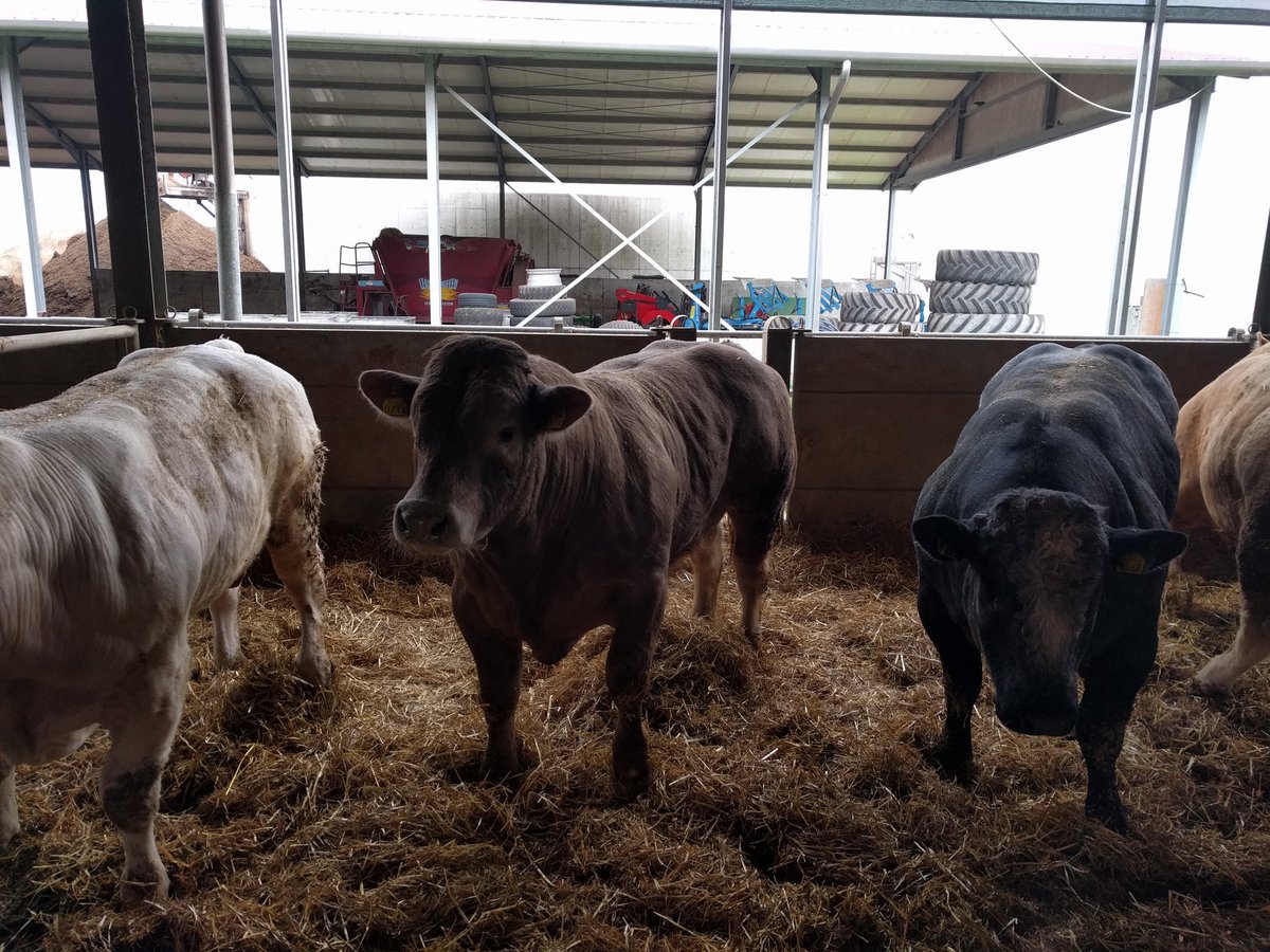sstein123's tweet photo. Visit of an Italian #beef farm with 2000 heads. Nice bedding and good #animalhealth. Very interesting! https://t.co/5WiXQMq1WS