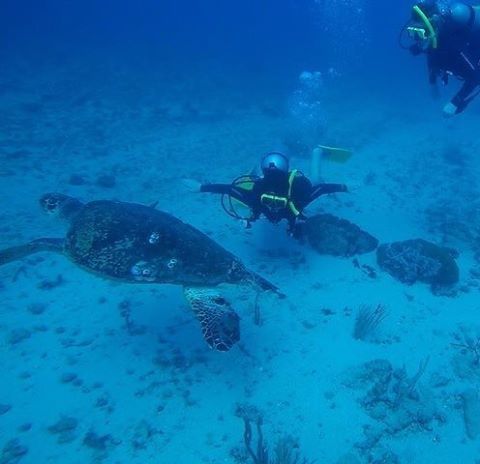 seaturtlegifts's tweet photo. It was amazing seeing this amazing animal up close and personal! #scuba #seaturtle #Grenad… https://t.co/L7ffAI4fm9 https://t.co/hGNgyXyk2P