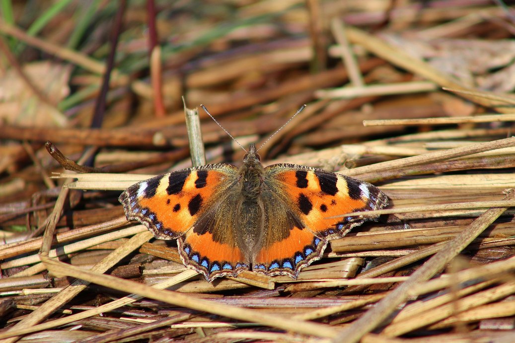 BCKentBranch's tweet photo. Small Tortoiseshell at @WoodlandTrust Packing Wood, #OrlestoneForest today.Have you seen a butterfly this weekend? https://t.co/7TPw1d6uuo