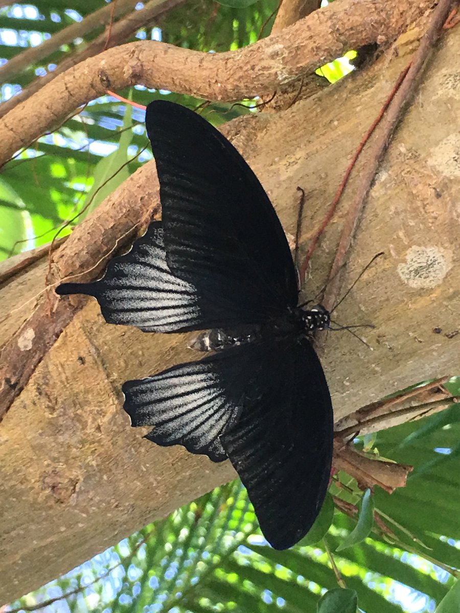 azurehotel's tweet photo. More pics from the Butterfly Farm in Le Gallion! https://t.co/bKiNbPkDA3