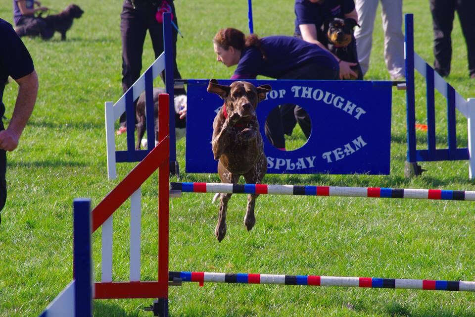 PFTDogDisplay's tweet photo. A few flying dogs from today @bec_sjones @karapowell306 @Kev1nBray https://t.co/0XnXM1pcnK