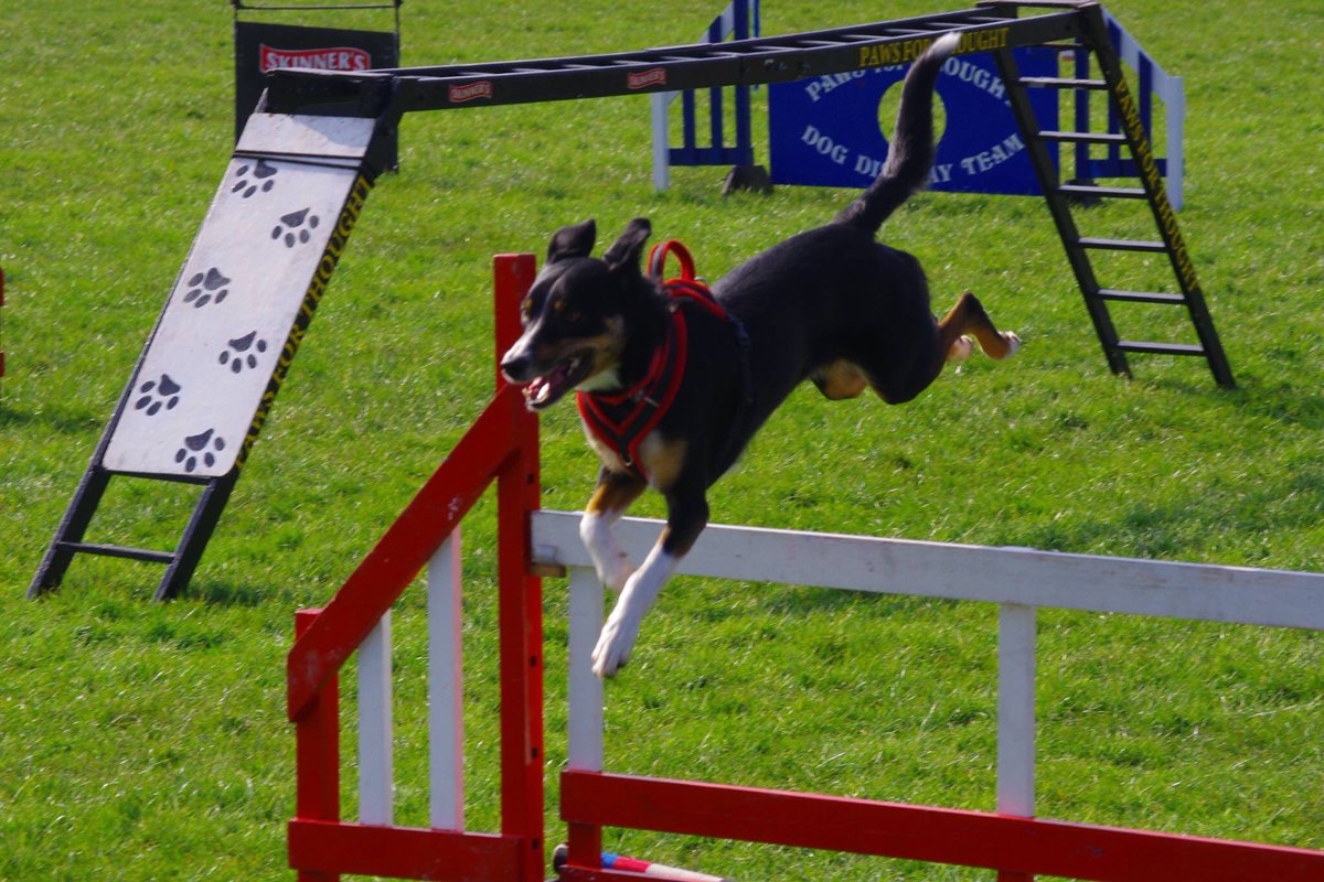 PFTDogDisplay's tweet photo. A few flying dogs from today @bec_sjones @karapowell306 @Kev1nBray https://t.co/0XnXM1pcnK