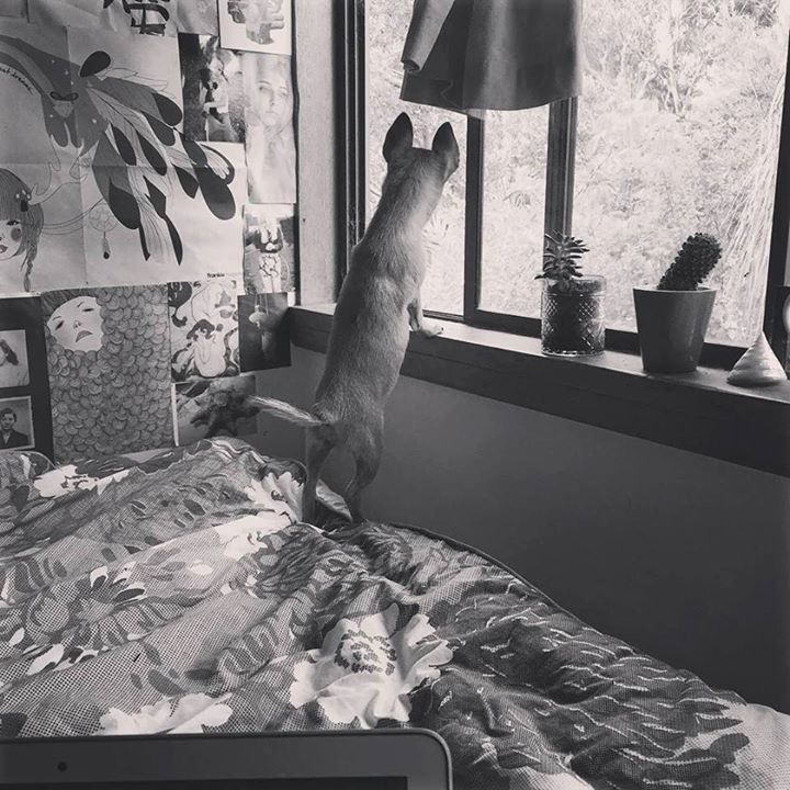 Teacupdogsdaily's tweet image. Is that my Mumma home??? #codependant #chihuahua #pets #paws #dog #poncho #petoftheday #po… bit.ly/Teacupdogs