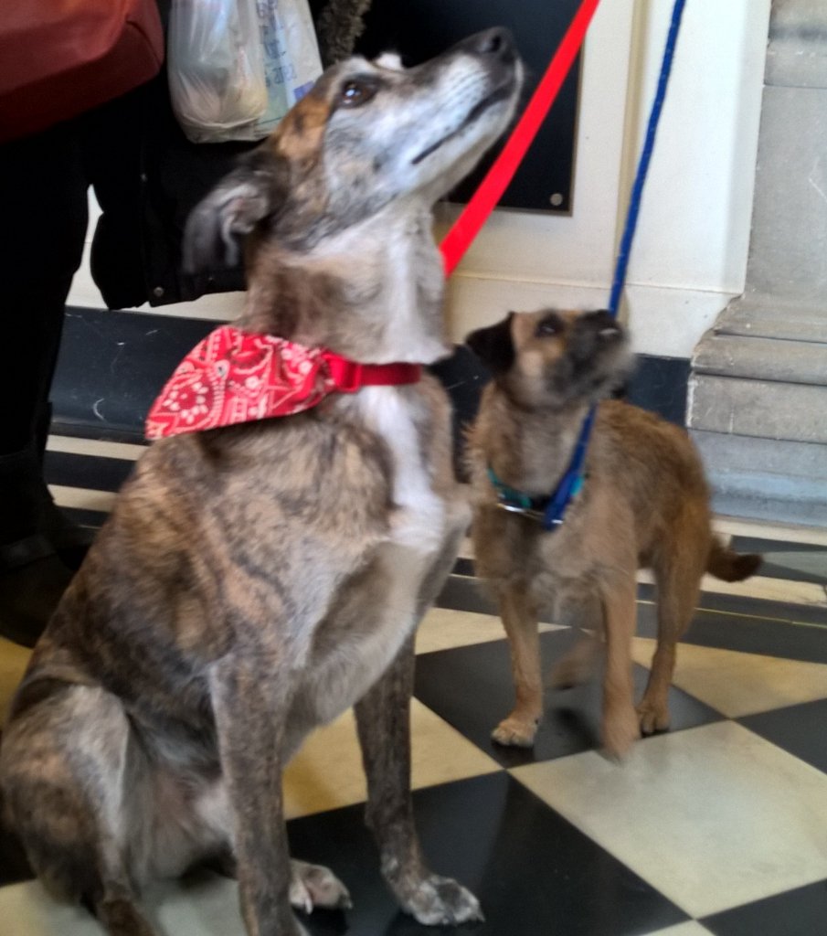 AviaryK's tweet photo. I met @ronnie_ronster today at AyeWrite book festival. Such a happy dog! https://t.co/8ZTxUjy9U2