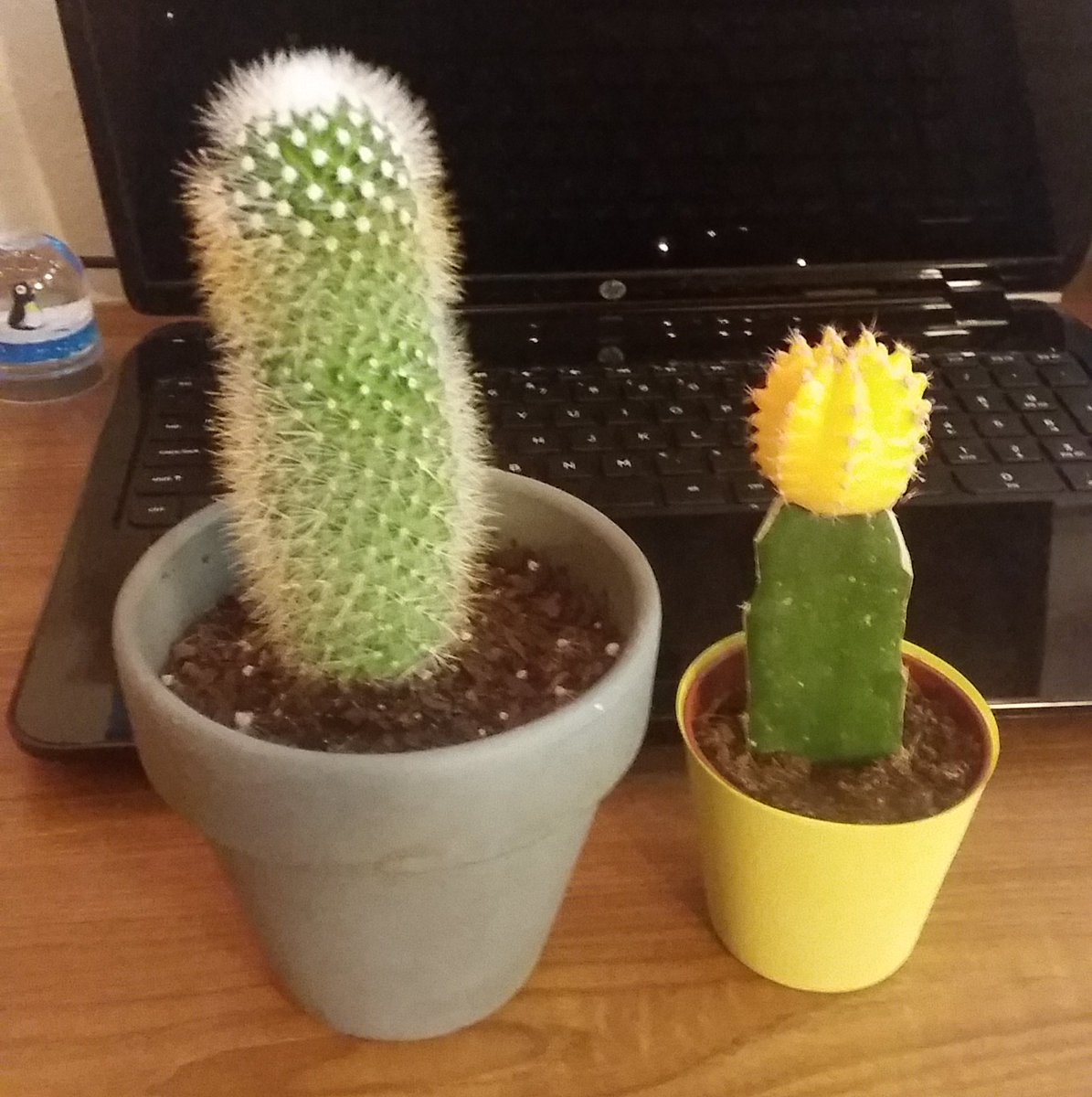 squidney_jo's tweet photo. Cacti are an example of CAM photosynthesis @UNKBiol106AC #cummingsweek9 https://t.co/PZp84XiX3c