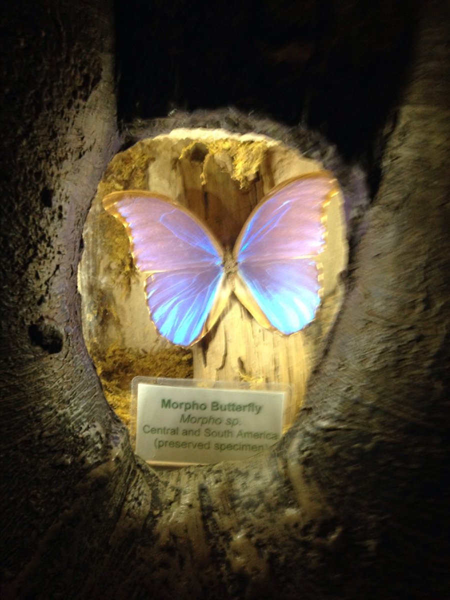 cvl_lewis's tweet photo. What amazing colors! I enjoyed the Smithsonian even though the animals are dead
#8thgradeDC
#learnsharelive https://t.co/J7D4WdAYTX