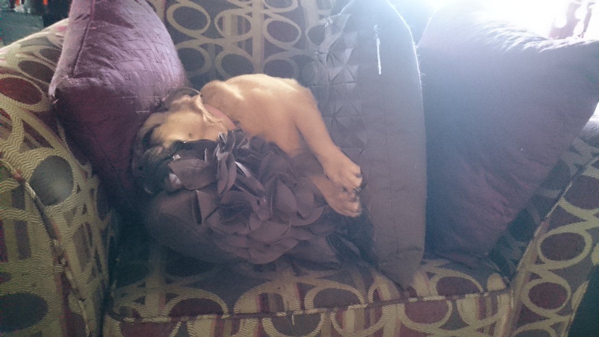 Scarlets_Diary's tweet photo. Sundays can be hard. 
(also...  I need more pillows) https://t.co/5777xr0CuF