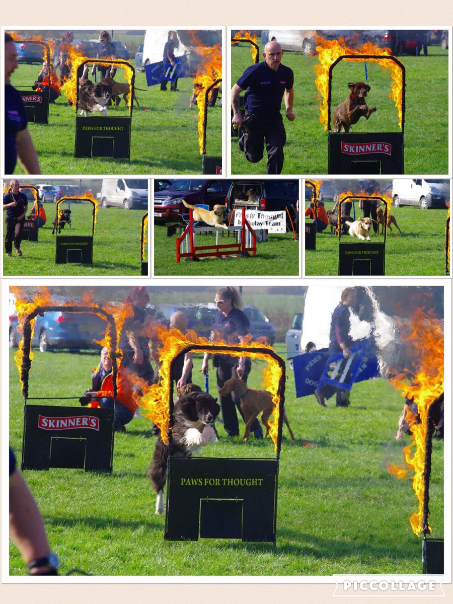 PFTDogDisplay's tweet photo. A few of soooo many photos. Thanks @karapowell306 and Steve @StMichaelsHosp https://t.co/2WbmhqGBb3