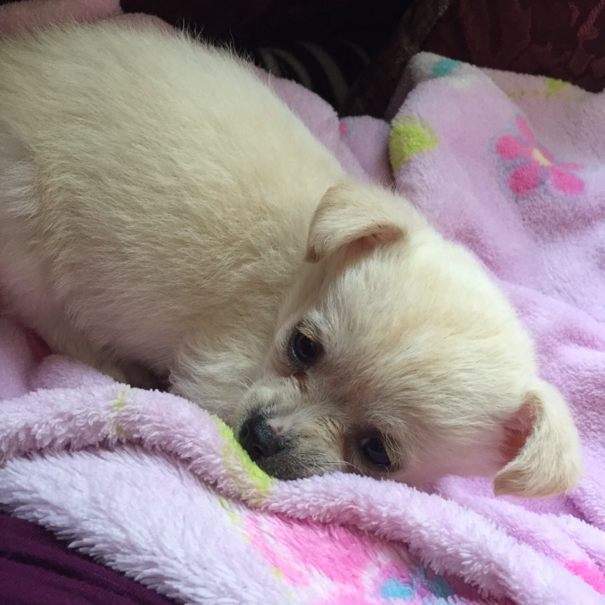 cute puppies ️️ on Twitter "the cutest 🎀🌟 https//t.co/zdoGbYx5E1"