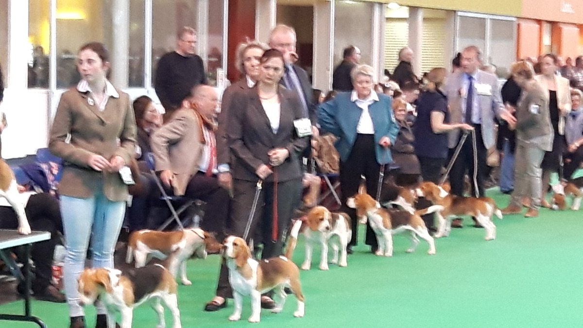 Kennomeat's tweet photo. Attack of the clones, how do you tell them apart? #Cufts very nice little houndies tho. https://t.co/KyKSLp7aYw