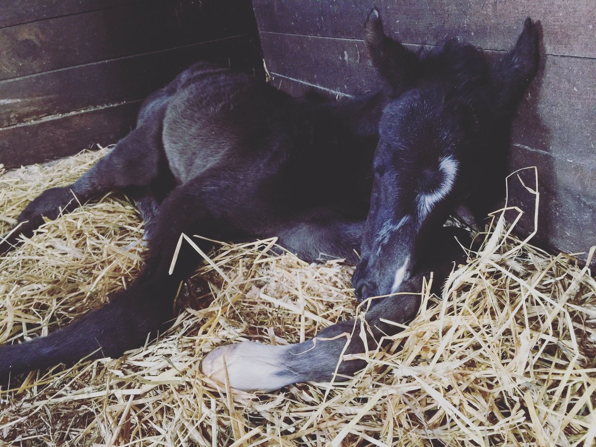 PrecisionEM's tweet image. Sunday's are for catching up on sleep💤 Hope everyone has a great week!  #PEM #marketing #sales #foals
