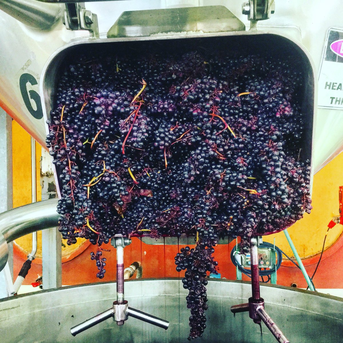 It's a beautiful thing! @JacobsCreek @BarossaDirt #wholebunch #basketpress #barossa #shiraz #vintage2016 #winemaking