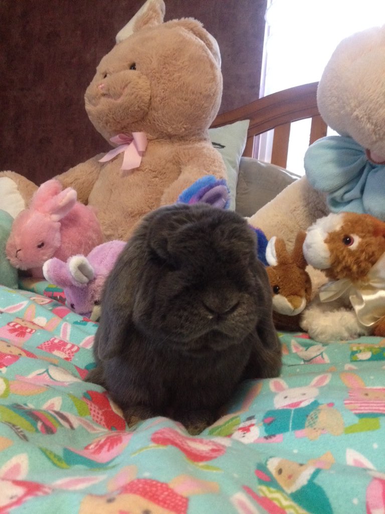 BunNoel's tweet photo. Welcoming my ten new bunny minions to my clan! #rabbit #cute #Easter #stuffedanimals https://t.co/lHUVSMusLZ