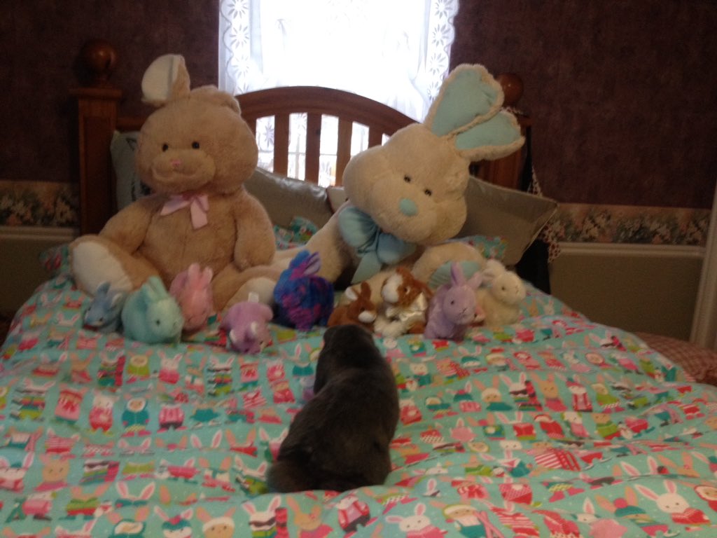 BunNoel's tweet photo. Welcoming my ten new bunny minions to my clan! #rabbit #cute #Easter #stuffedanimals https://t.co/lHUVSMusLZ