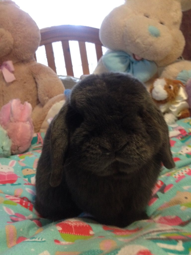 Welcoming my ten new bunny minions to my clan! #rabbit #cute #Easter #stuffedanimals