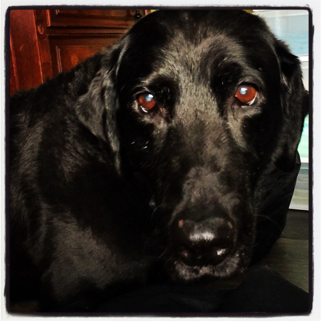 FetchRedmond's tweet image. Those eyes!  …reofredmondandsammamish.wordpress.com/2016/03/14/tho…  fb.me/2HtiIx7ks