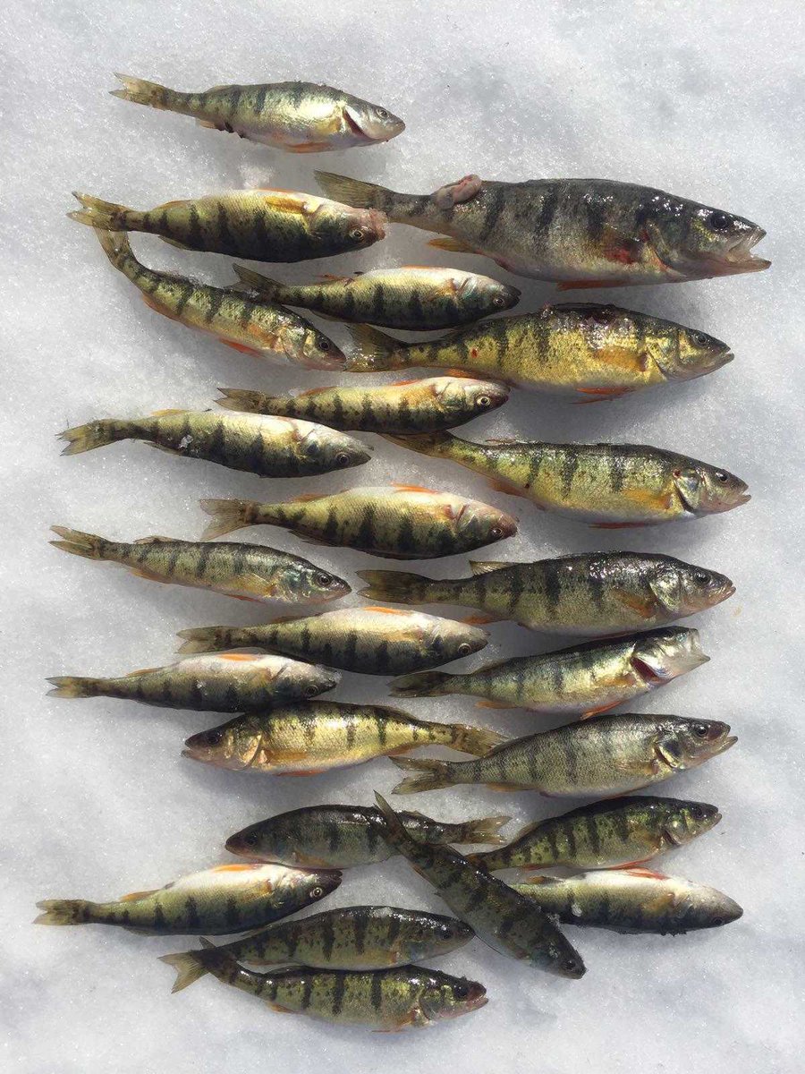 I went trout fishing this morning ,I guess I was using wrong bait #perchhole
