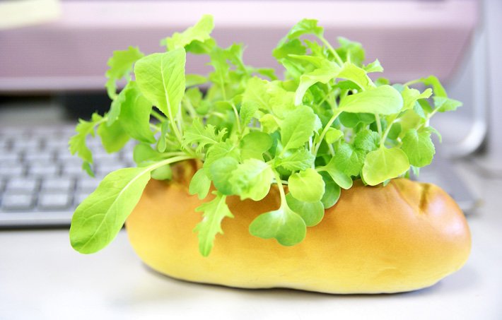 RakutenJP's tweet photo. 思わずパンにかぶりつかないように要注意！
パンの陶器で育てるシャキシャキの野菜栽培セット♪ できた野菜を本物のパンに挟んで食べたいですね＾＾
https://t.co/Ow8Rd6X4ml https://t.co/EO4yUTllRP