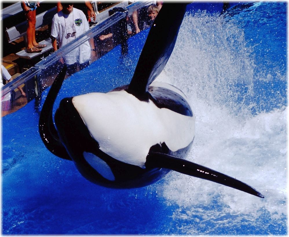 B prepared 4 Tilikum's passing. SW is acting as if it is very near. Encourage independent necropsy  
#Blackfish