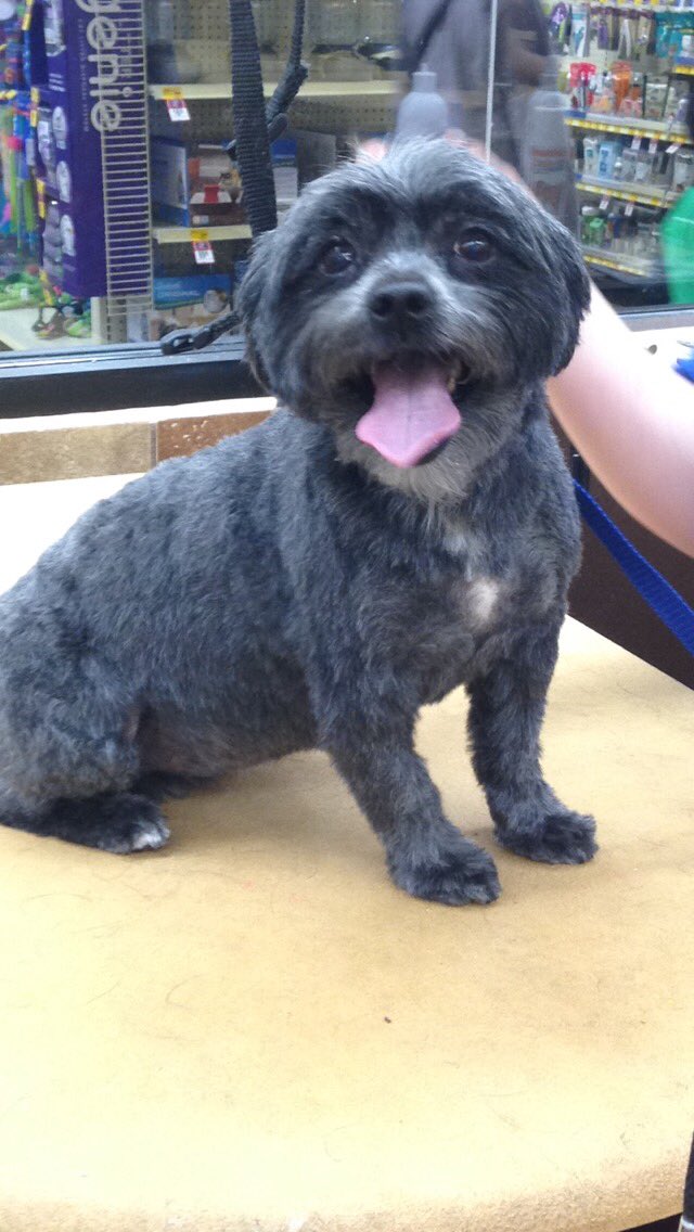 EWashPetsmart's tweet photo. This little guy couldn't have been more excited to get his first hair cut here at Petsmart! #eastpetm https://t.co/ZE0UV4xbvB