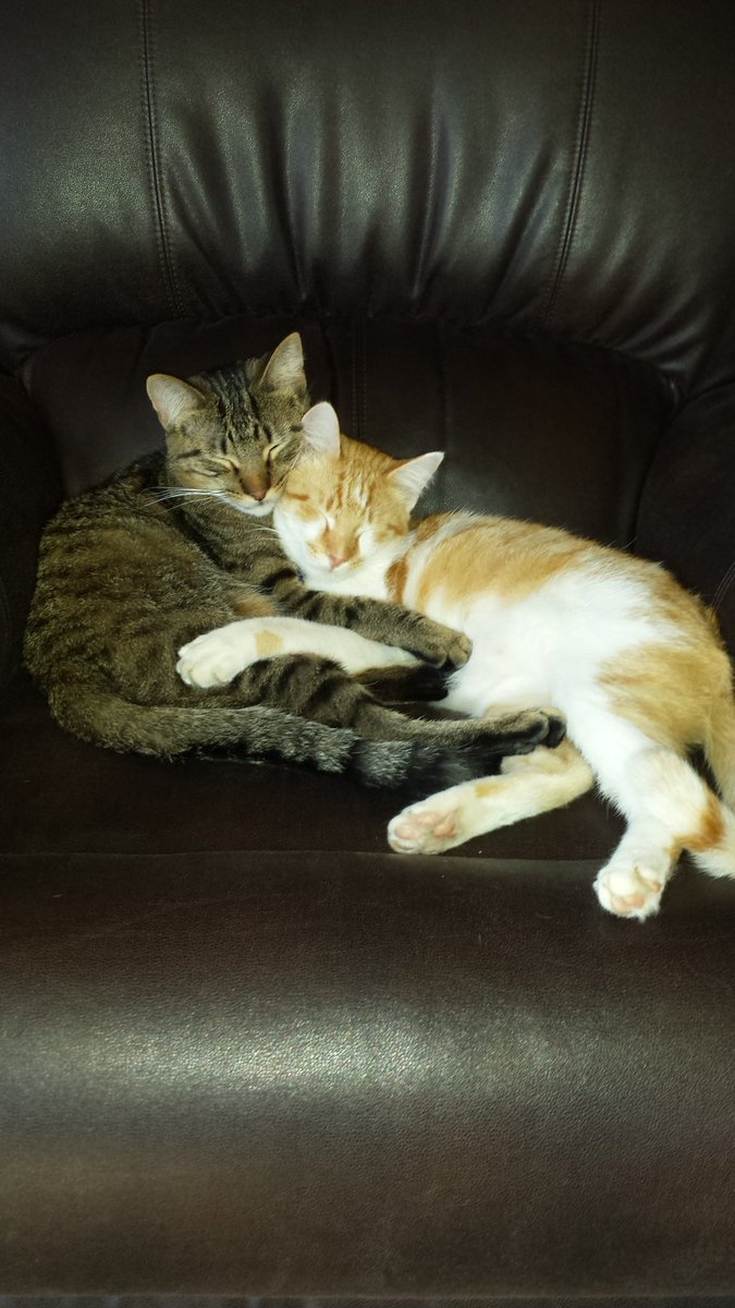 JeaniseP's tweet image. I love these two fur kids!!  They melt my heart.