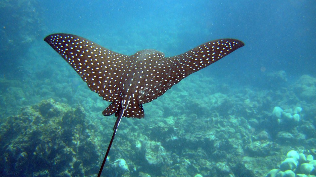 Sammy__Gibson's tweet photo. I fuckinggg love manta rays holy shit they are so cool they can like swim and fly and shit and i want one https://t.co/fDY0DBytD9
