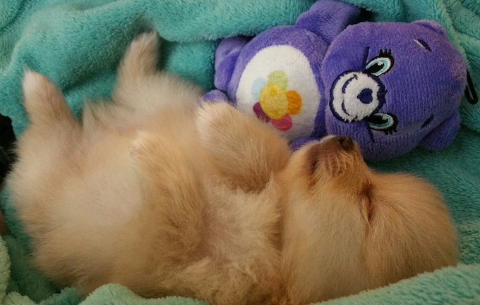 Peanut is passed out on the bed right now. https://t.co/b3aI5FuqlR<a href="/tag/pomeranians"class="tags"><span>#pomeranians</span></a>