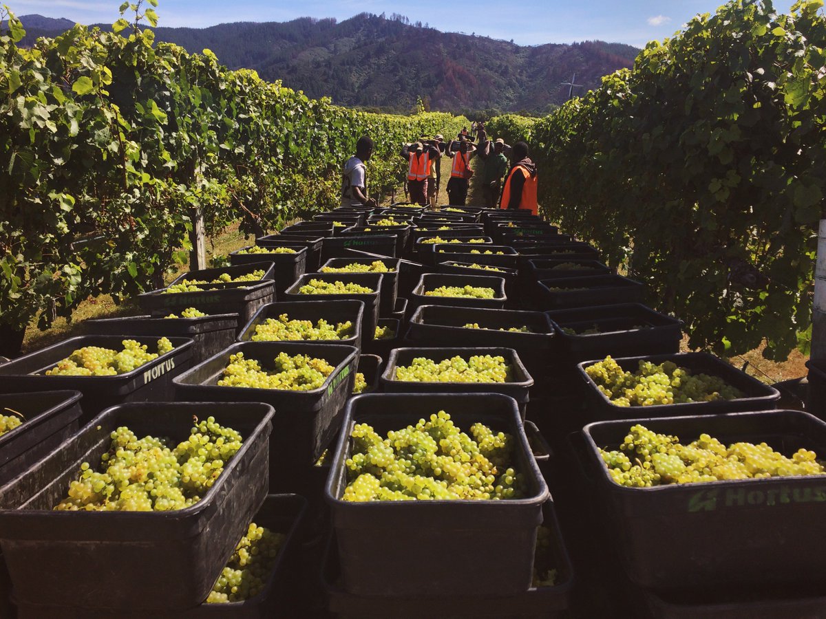 TohuWines's tweet photo. Our first pick for 2016 yesterday - beautiful day for it! #nzv16 #nzvintage2016 #nzwine #winemarlborough https://t.co/dzHUezFaxr