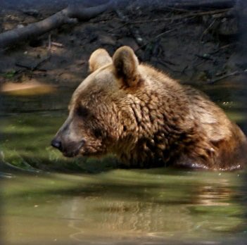 BearProbs's tweet photo. @MissouriState #Monday https://t.co/LR0srjSrON