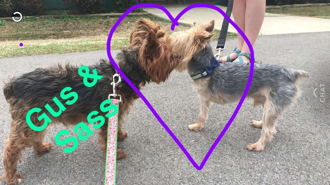tripodpup's tweet photo. She says I'm a dog, but it takes one to kno one, alright. https://t.co/JAZs2JJ5Fq