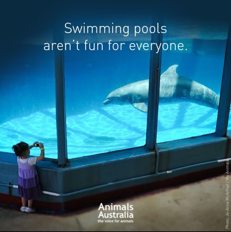 CoveBlack's tweet photo. #Tweet4dolphins https://t.co/g81u5ZMHV3