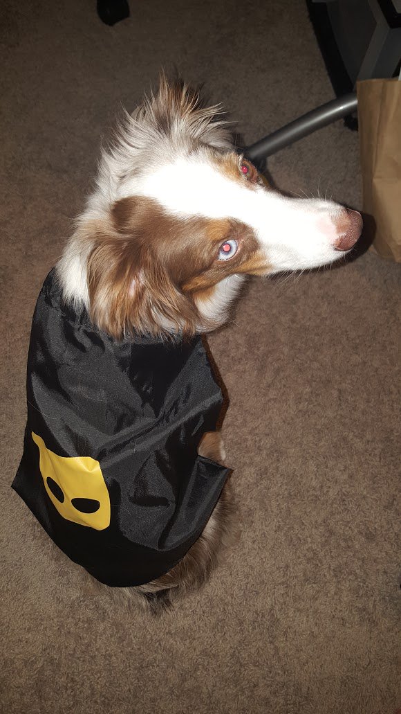LyAndrewF's tweet photo. New cape! @GrindrLabs @Grindr #SXSW #GrindrLabs https://t.co/2hPF4LAhYV