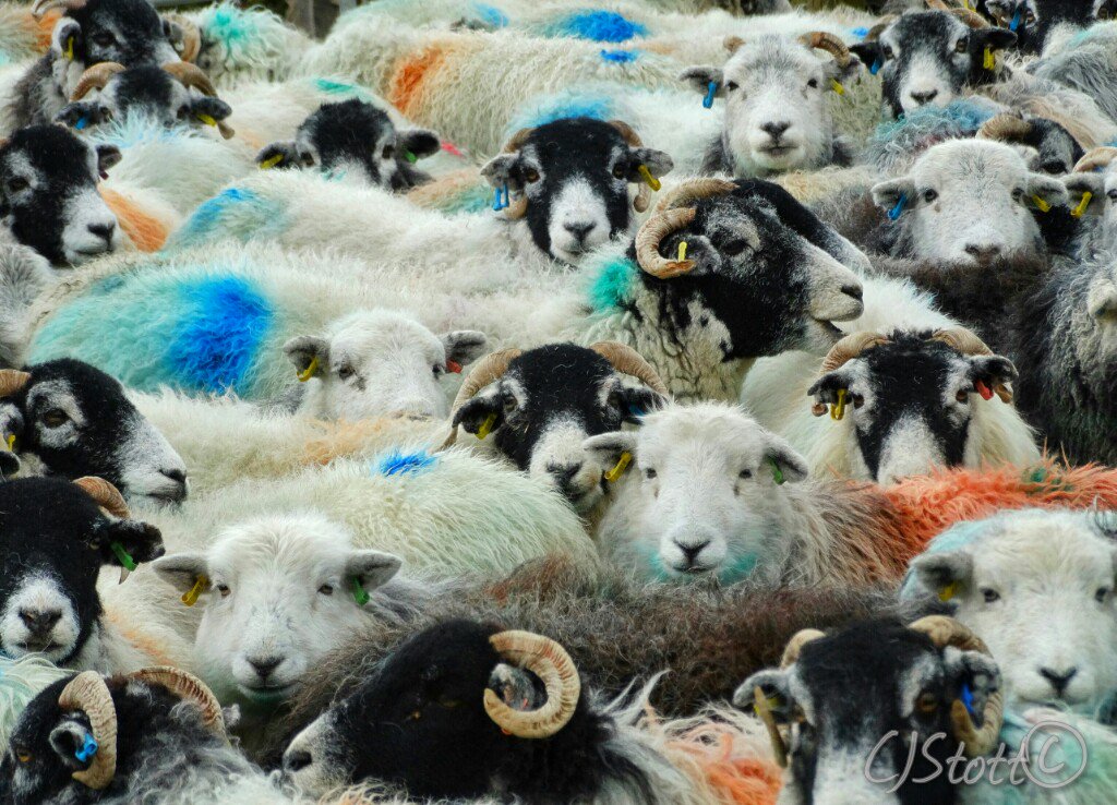 CalumStott1's tweet image. Scanning Time from a couple weeks back above #Ulpha #Sheep365 #farmlife #swaledale #herdwick #sheep #photography