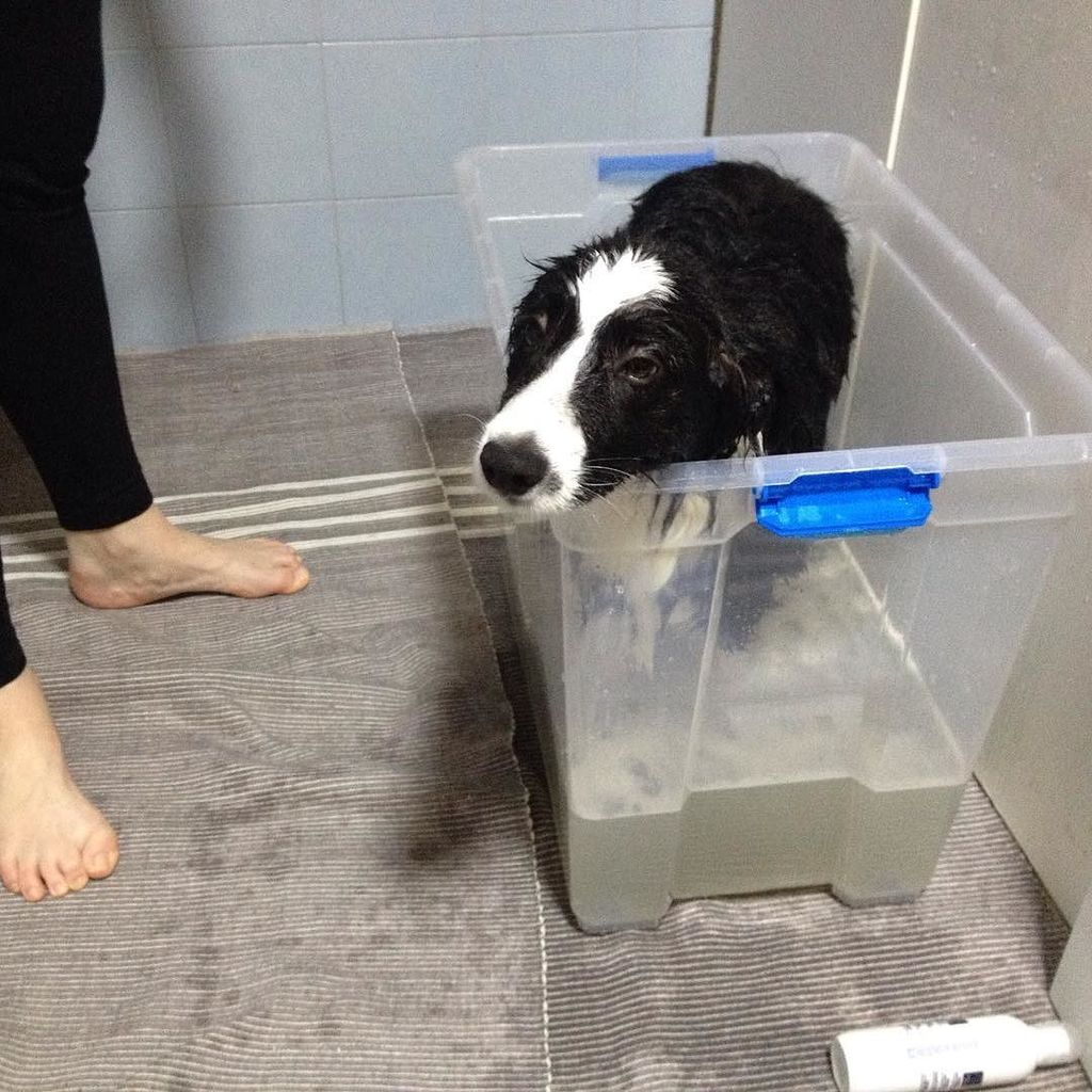 Rocky_Border's tweet photo. Ricky is having hos first bath! https://t.co/b61f6niXrU