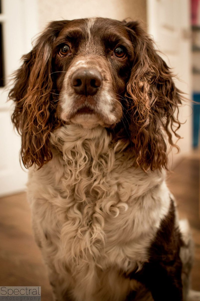 wildseawitch's tweet photo. @DogsMonthly #pinuppup Wellington the springer Spaniel https://t.co/S1pJpPgKeU