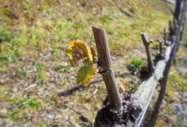 Quinta do Vallado tweet media