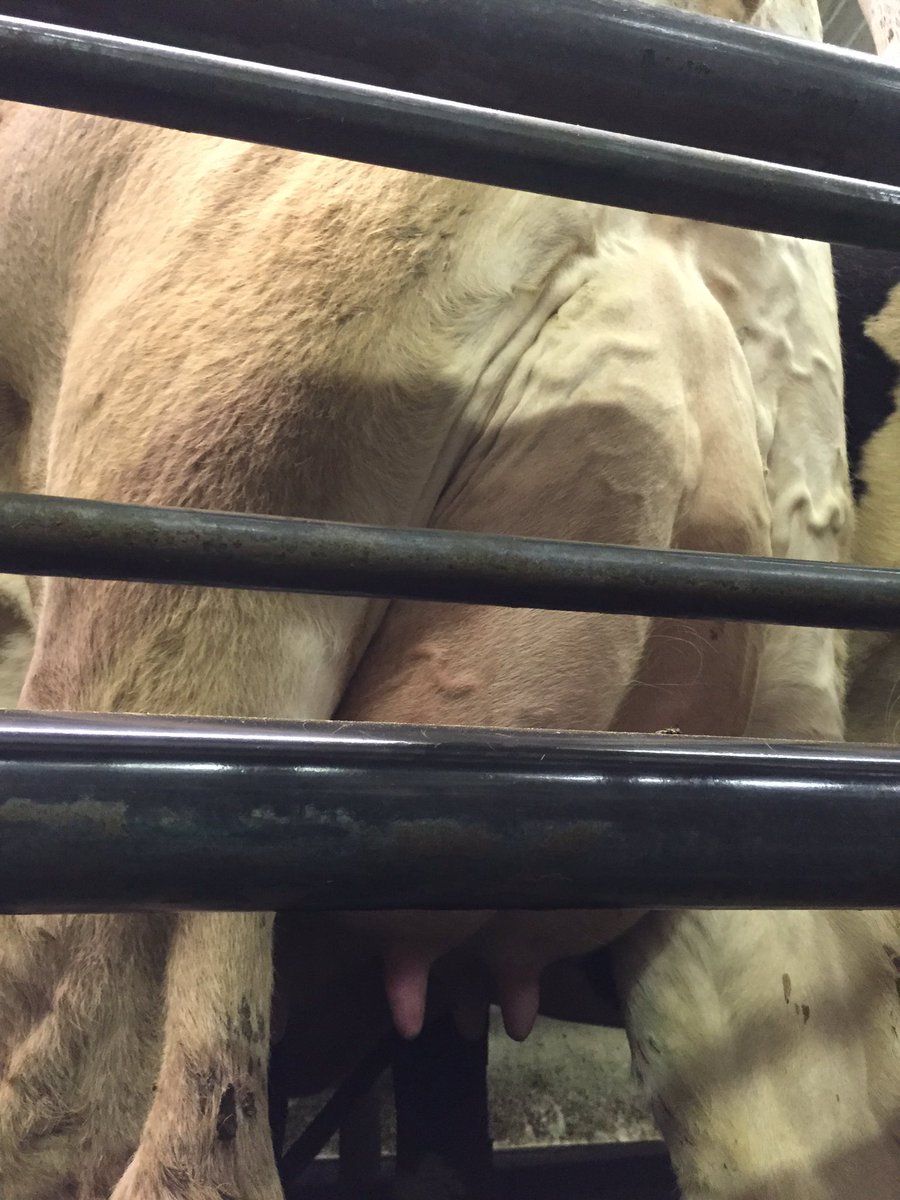 beccahilby's tweet photo. Can't wait to see how this #Durham looks after another calf. @AccelGen #acceleratedgenetics https://t.co/yR8DUDHySq