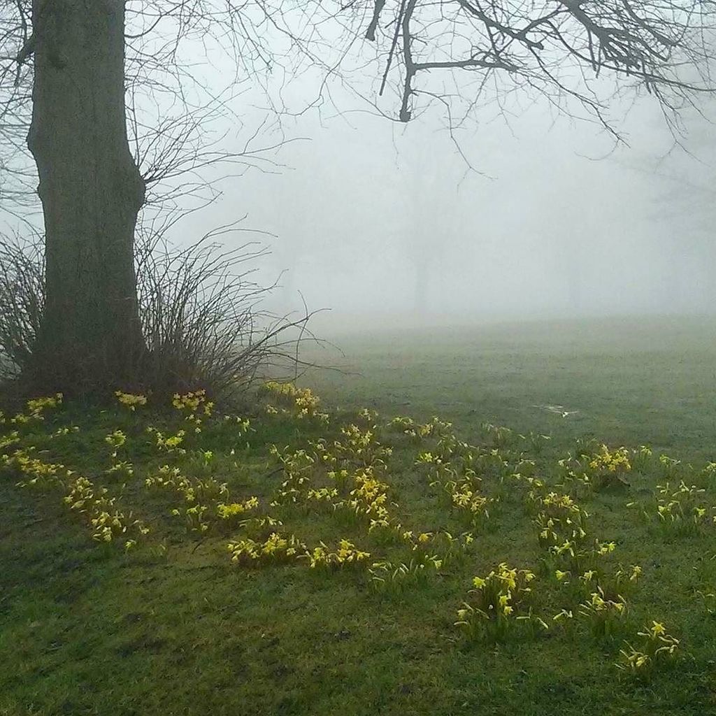 myMisericordia's tweet photo. Two of my favourite things about Edinburgh on a Monday morning.
#haar #edinburgh #daffodi… https://t.co/AaJFJcOFcP https://t.co/hHYQJvI76H