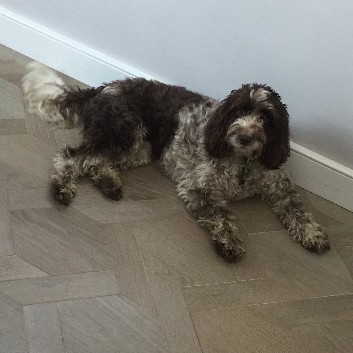 andrewdunning's tweet photo. someone is happy with her new @E7_Flooring floor #mansionweave ... she has found the underfloor heating 😉 https://t.co/Y3B4UBzjgZ