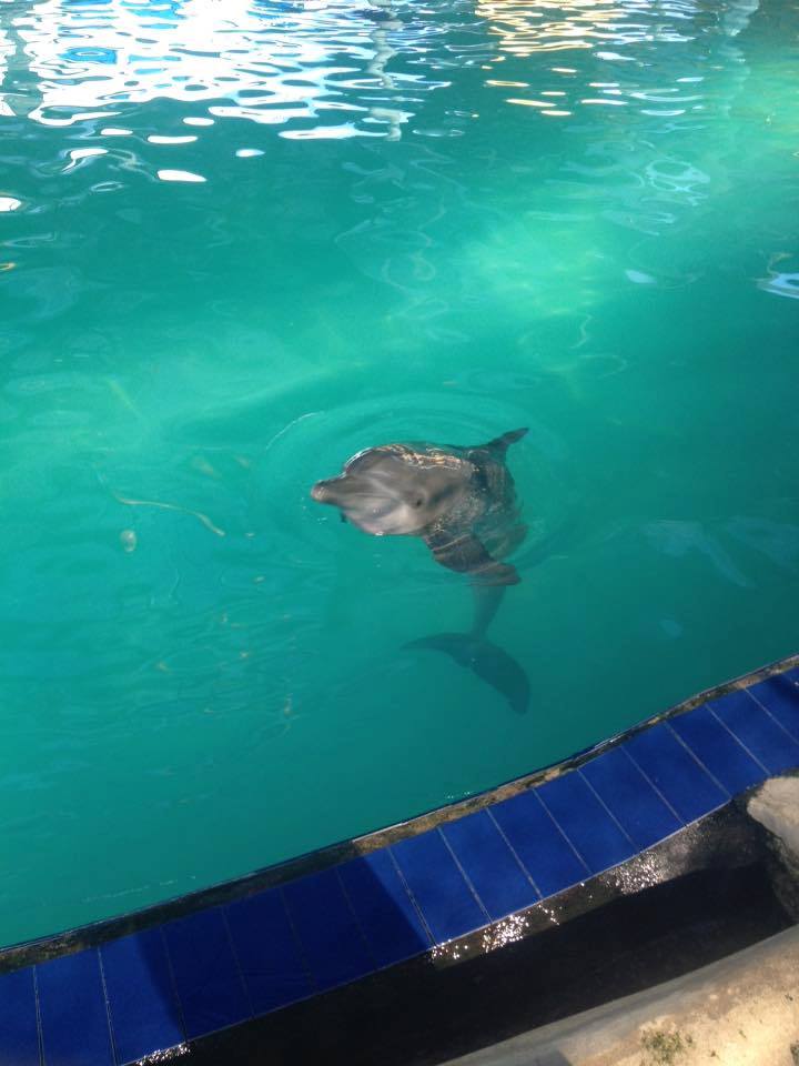 ElfHeart1's tweet image. .@SitiNurbayaLHK Minister, why have WSI got so much control over wild and captive dolphins?  #WonderfulIndonesia