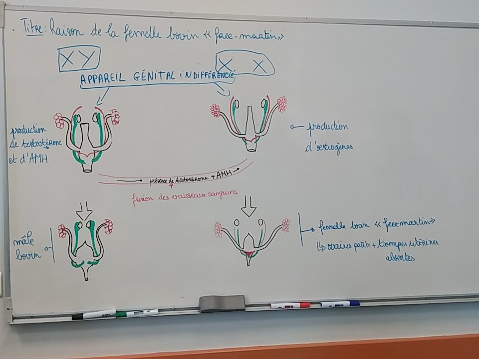 pdf PHENOMENA OF ALTERNATING CURRENTS OF VERY HIGH