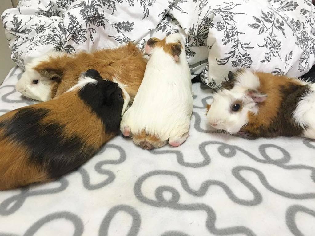 LoggiaGloria's tweet image. InstaPic by abucketofguineapigs: This wine mess caused by spillage. Moscato🍷Chianti🍷Pinot Noir🍷Zinfandel 🍷
#abucket…